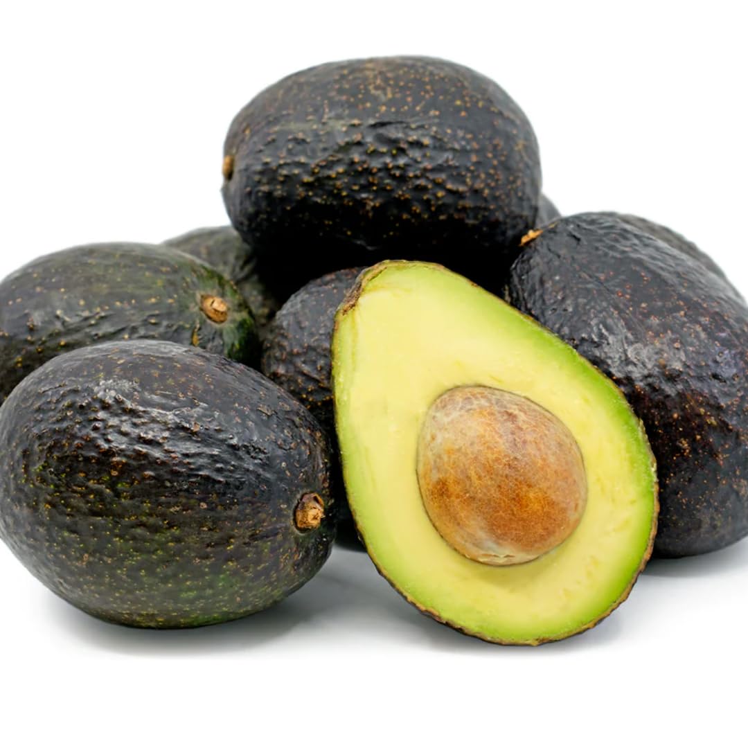 Cold Hardy Avocado Tree Live Plant 6-12" Indoor Outdoor Growing Zones 5-11, Smooth and Sweet Tropical Fruit Trees