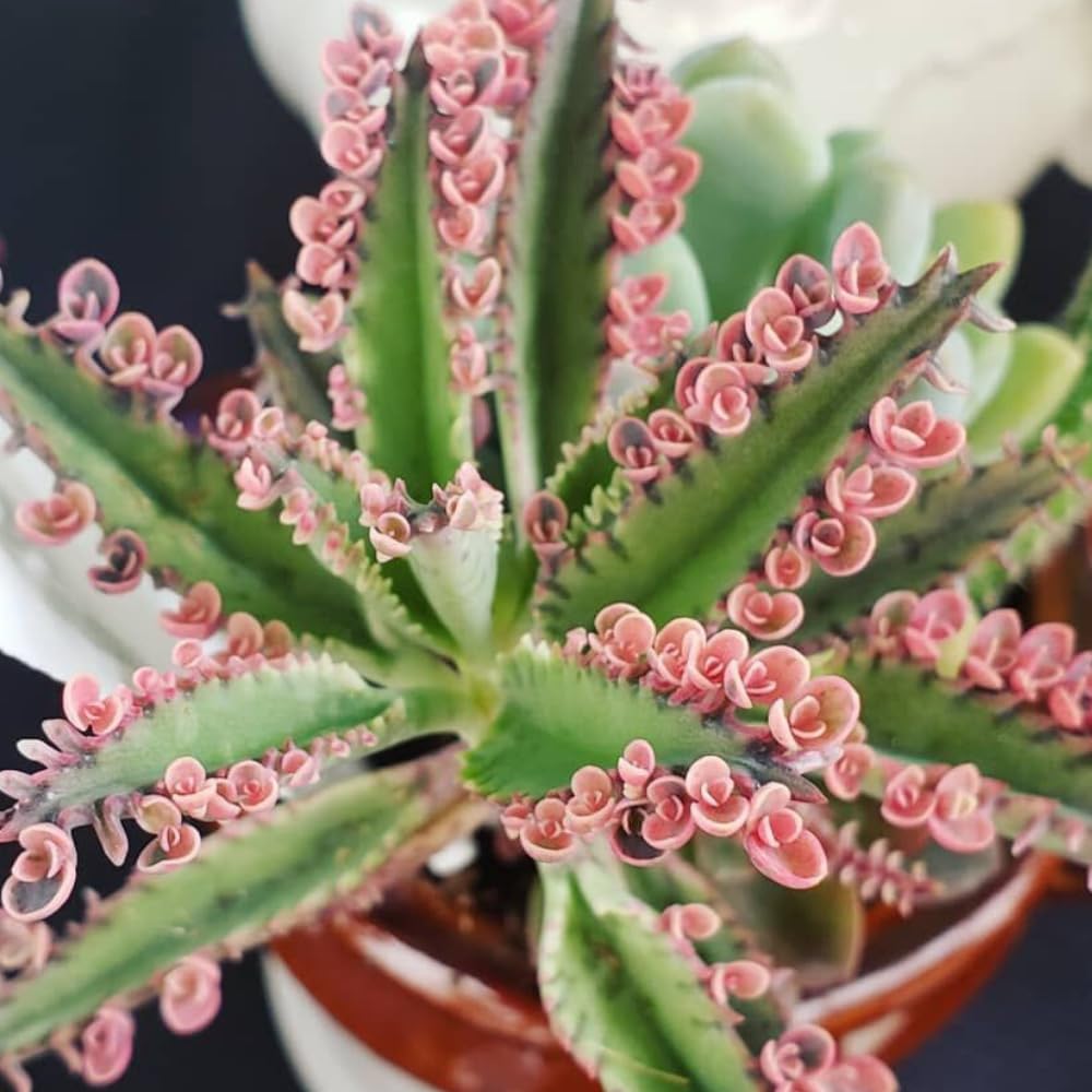 2 Kalanchoe Pink Butterfly Plants Live Indoor Outdoor 2 Inch Pot, Pink Kalanchoe Succulent Mother of Thousands Plant Live