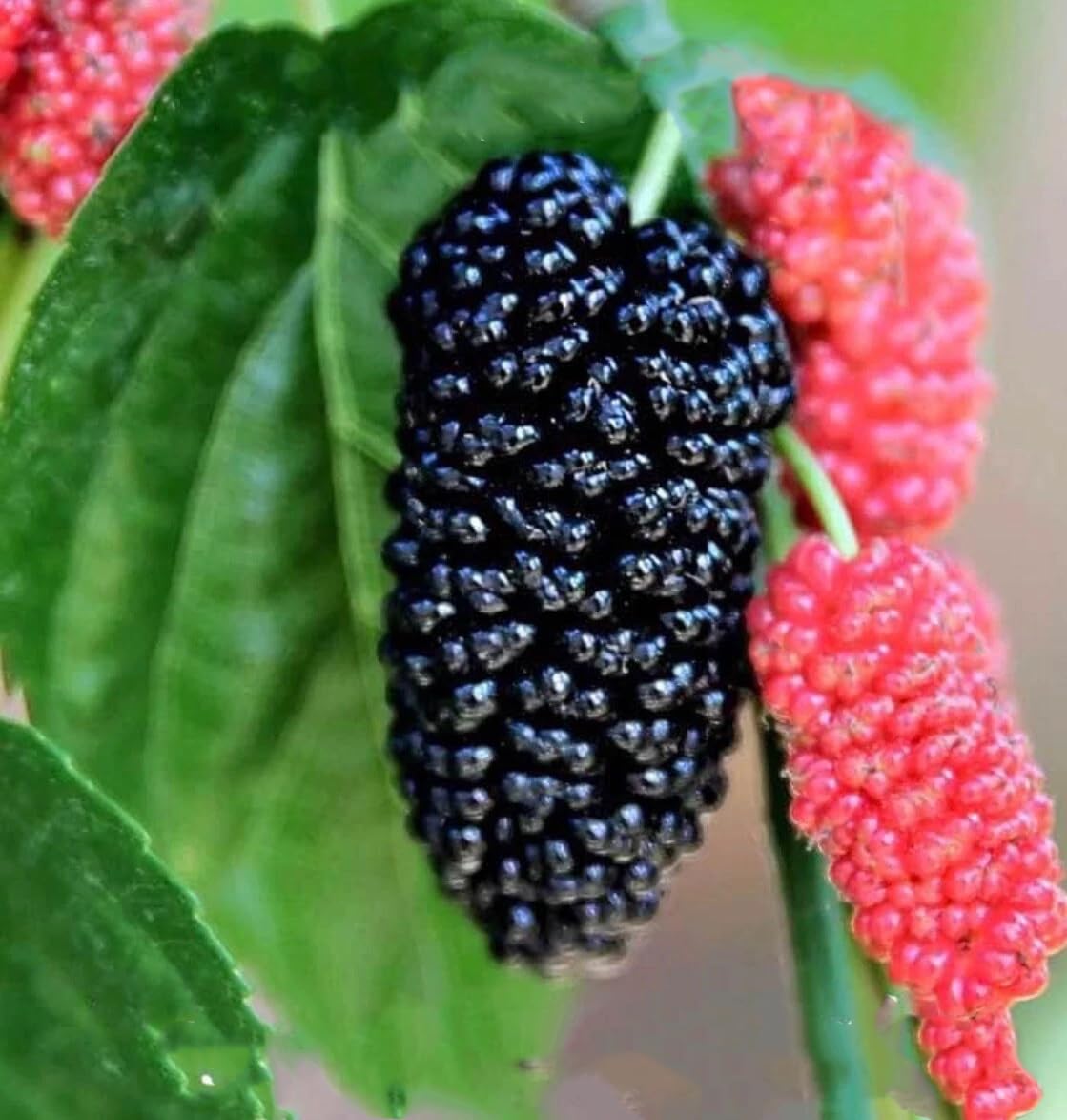 Live Plant - Mulberry Tree - 'Dwarf Everbearing' - Morus nigra 4 Live Plants Edible Fruit !