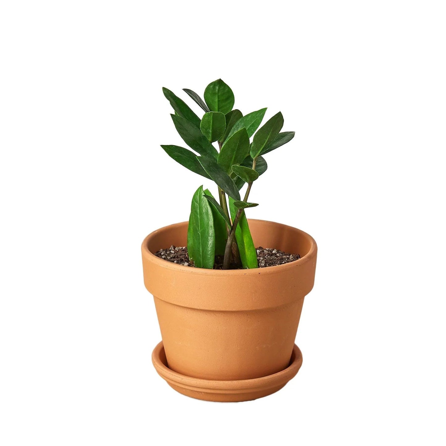 Zamioculcas Zamiifolia ZZ in 3in Pot - Live Plants Tropical Houseplants | Variegated | USA Growers | The Snobby Leaf