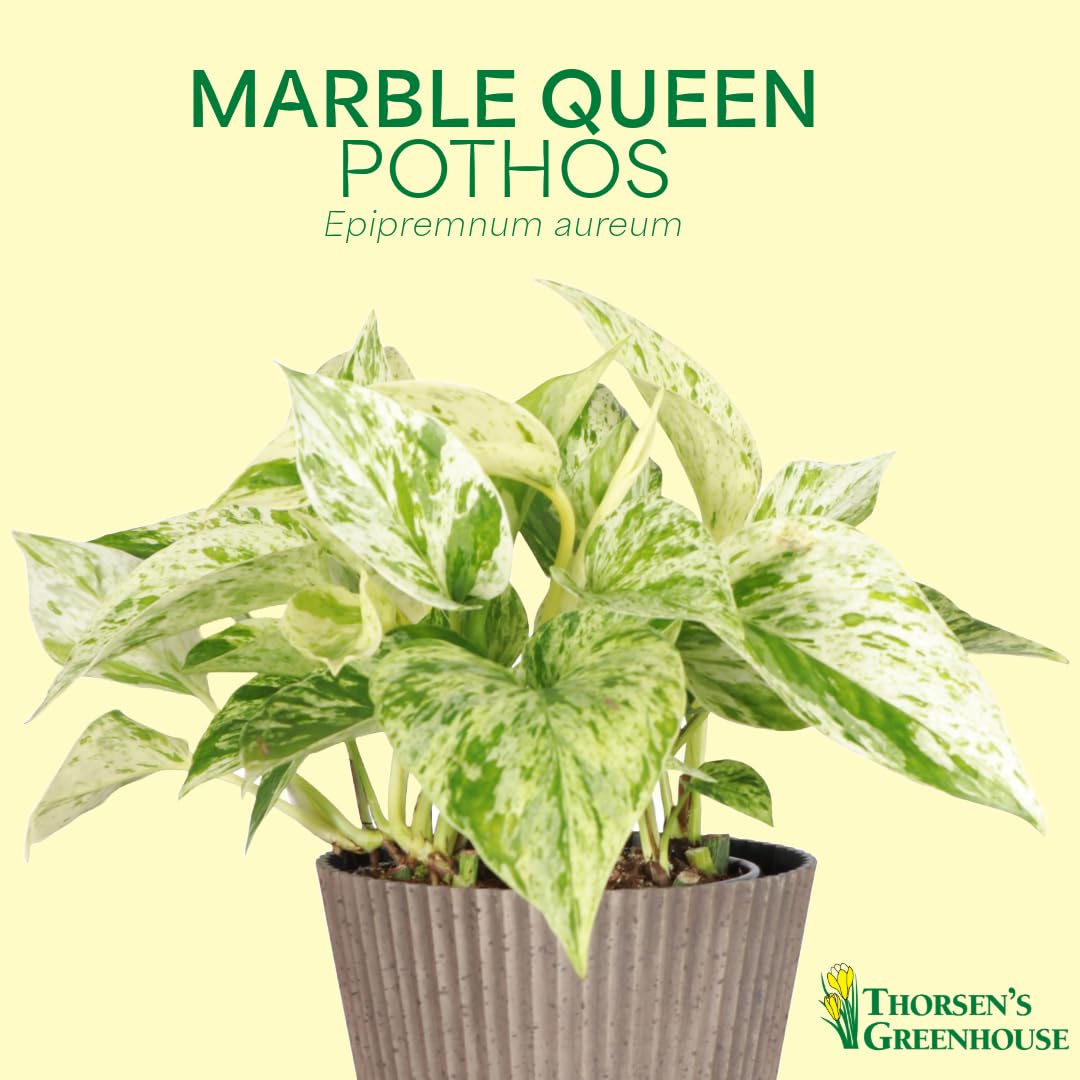 Thorsen's Greenhouse Marble Queen Pothos, Live Indoor Plant, Easy to Grow, Rare Variegated Houseplant, Natural Air Purifier, 4-inch Diameter Pot (Black - Hanging)