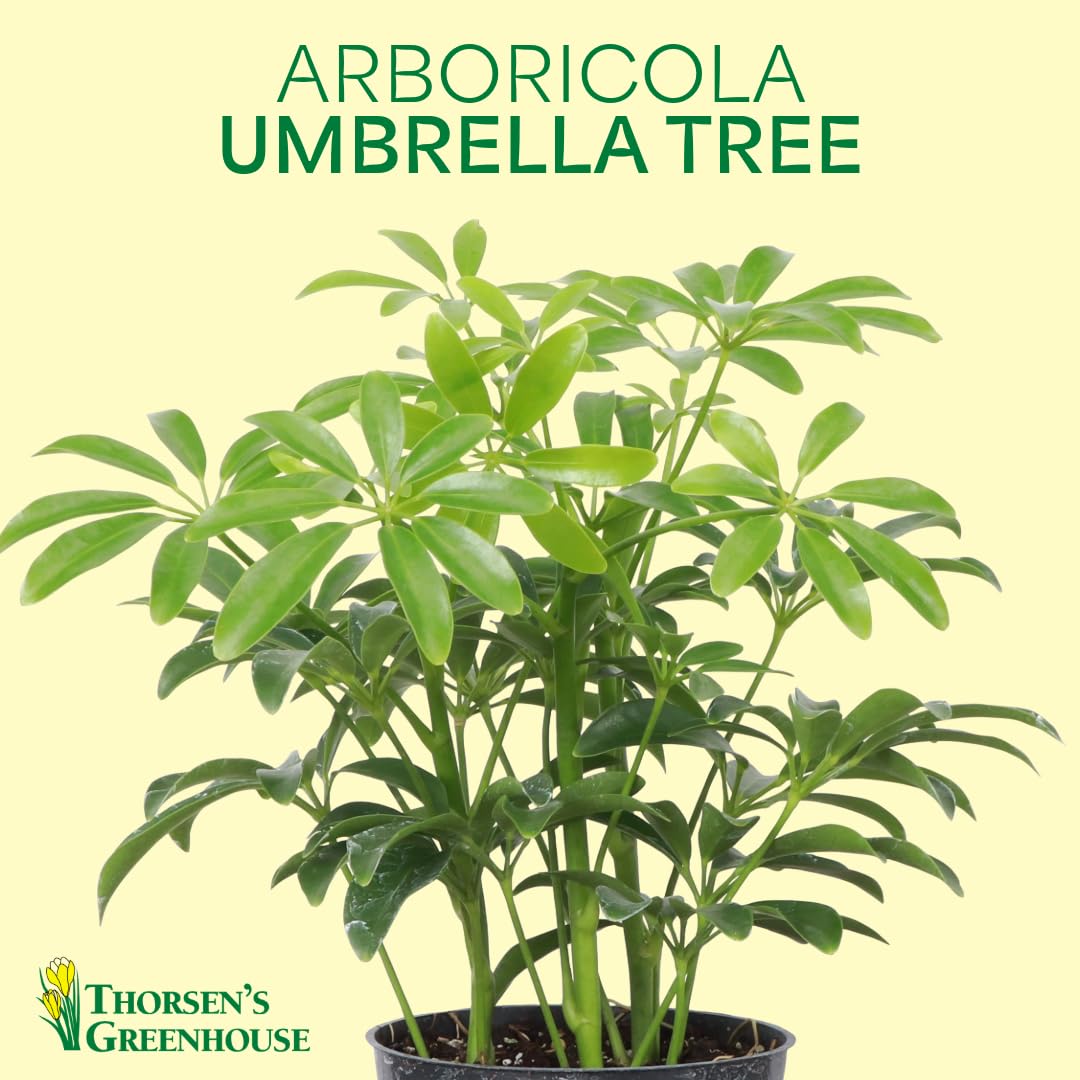 Thorsen's Greenhouse Live Arboricola Umbrella Tree Plant, Schefflera Arboricola, Natural Air Purifier, Easy to Grow, Live Indoor Houseplant, 6-inch Diameter (Navy (6" Pot))
