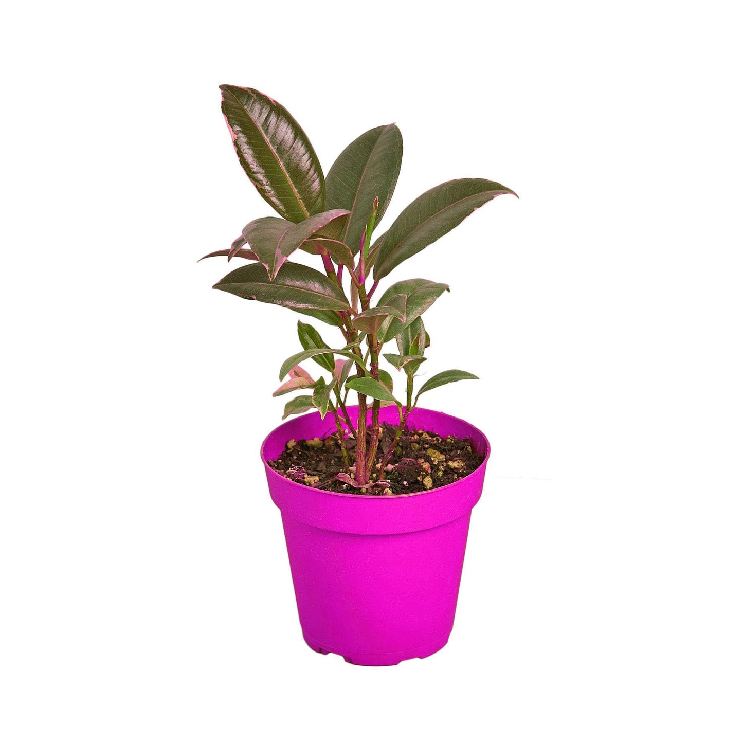 8 Pack Ficus Elastica 'Tineke' - 6" Pot in 6in Pot - Live Tropical Houseplant - Easy to Grow | Air Purifying | Variegated | USA Growers | The Snobby Leaf