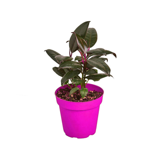Ficus Elastica 'Burgundy' - 6" Pot in 6in Pot - Live Tropical Houseplant - Easy to Grow | Air Purifying | Variegated | USA Growers | The Snobby Leaf