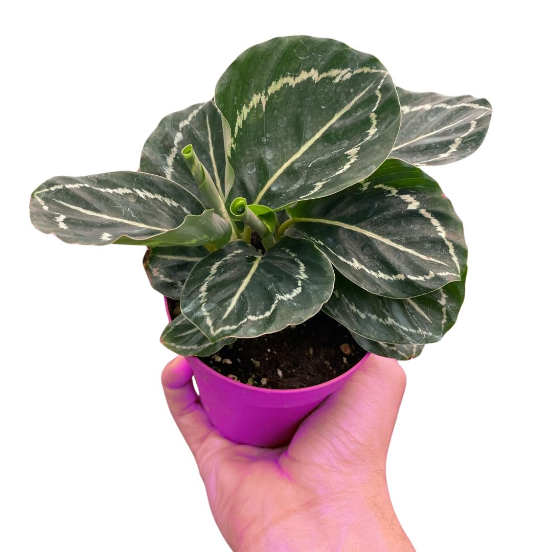 7 Pack Calathea 'Green Goddess' in 4in Pot - Live Tropical Houseplant - Easy to Grow | Air Purifying | Pet Friendly | Variegated | USA Growers | The Snobby Leaf