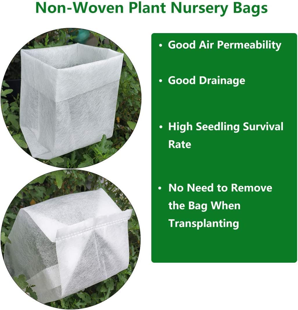 Scarlet Curls Corkscrew Weeping Willow - Live Plant - Quart Pot