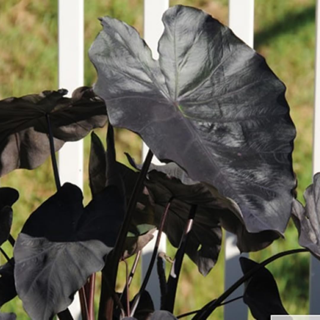 Colocasia Elephant Ears Live Plant, Alocasia Plant, Esculenta Taro Live Houseplant, 5-7 Inc Tall (Black)