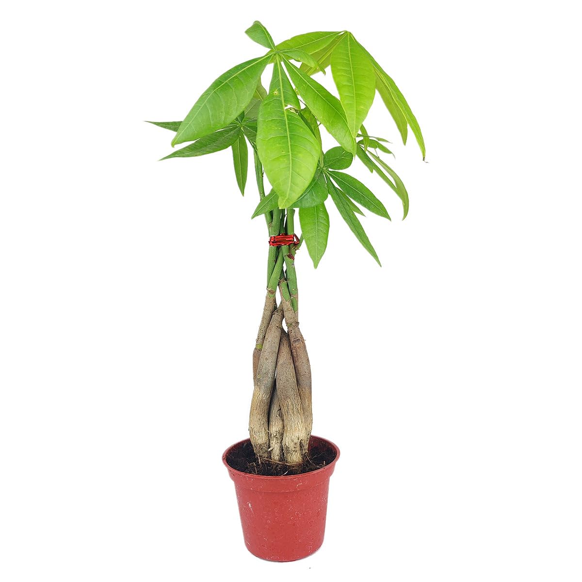 Braided Pachira Stump Money Tree (4 inch) - Lucky Houseplants - 4/6 inch Unique Live Decorative Houseplants - Easy to Care Indoor Plants, Perfect for Office, Home & Feng Shui Decor