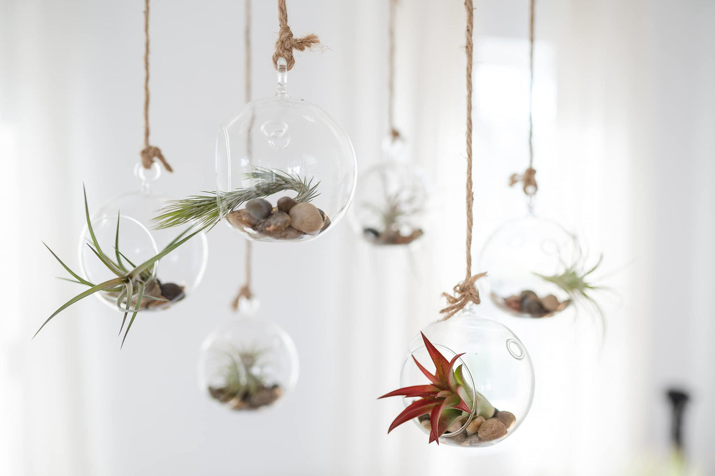 Large Air Plants - Big Sparkler Air Plants - Nice 5 to 7 inch Tillandsia Air Plant - 30 Day Guarantee - House Plants - Succulents