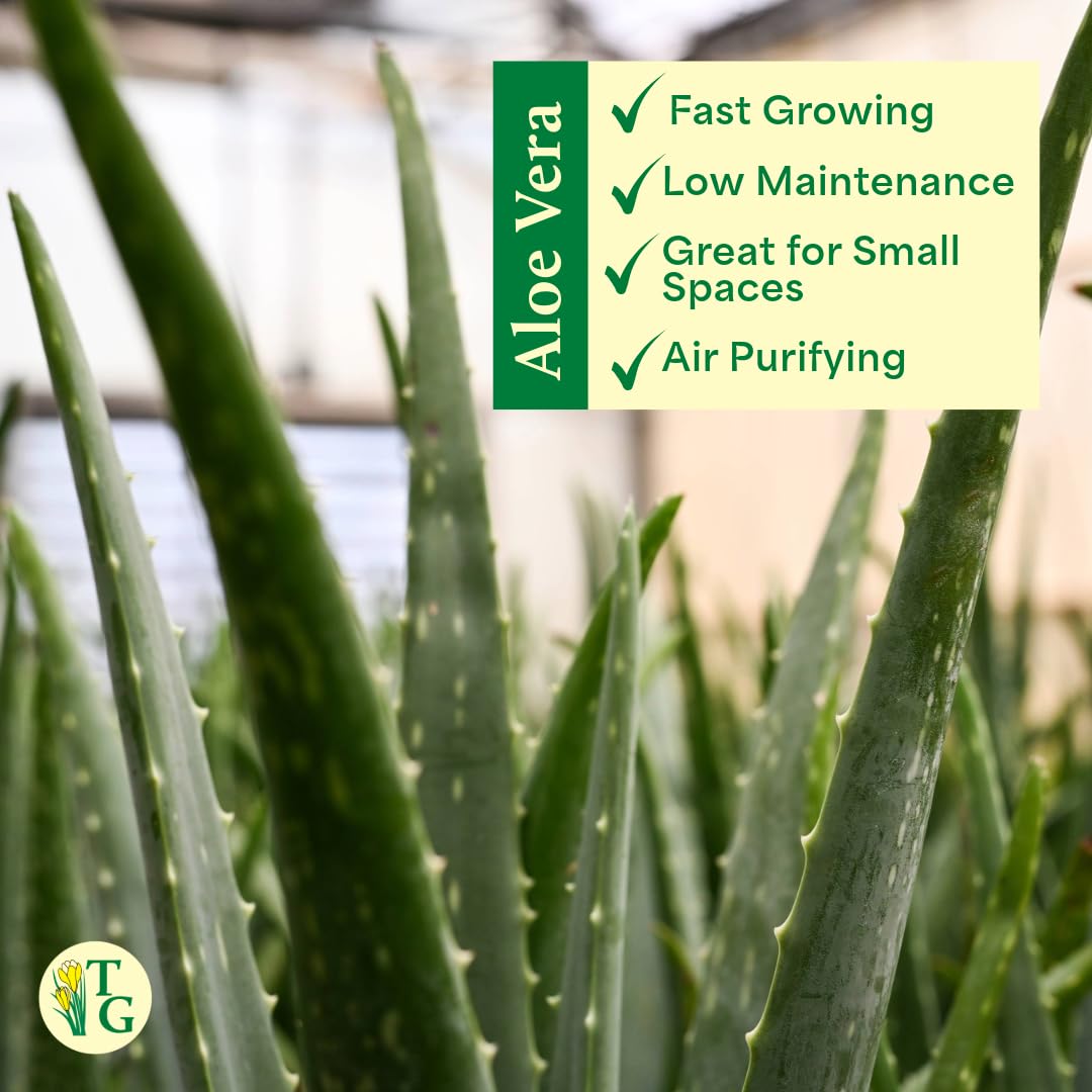 Thorsen's Greenhouse Aloe Vera, Live Indoor Plant, Aloe barbadensis, Easy to Grow, Succulent, Natural Air Purifier, 6" Diameter Pot (Nursery Pot)