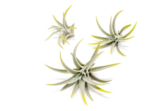 Bright Green Colorful Tillandsia Air Plants -Long Lasting Color Enhanced Live Tillandsia Succulent House Plants -Home and Garden Decor -Easy Care Indoor/Outdoor Plants (Harrisii, Pack of 3)