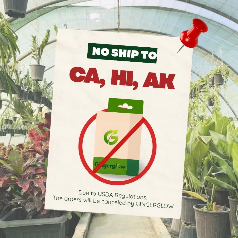 (No Ship to CA) 2 Persimmon Tree Live Bare Root Seedlings, 1-2ft Tall, Cold-Hardy Fruit Tree, Low Maintenance Choice for Home Gardening, Dormant Plant