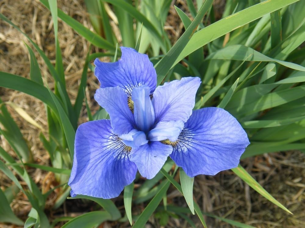 Siberian Iris Roots (Iris sibirica) – Elegant, Hardy Blooms for Borders and Naturalized Gardens (5 Roots)