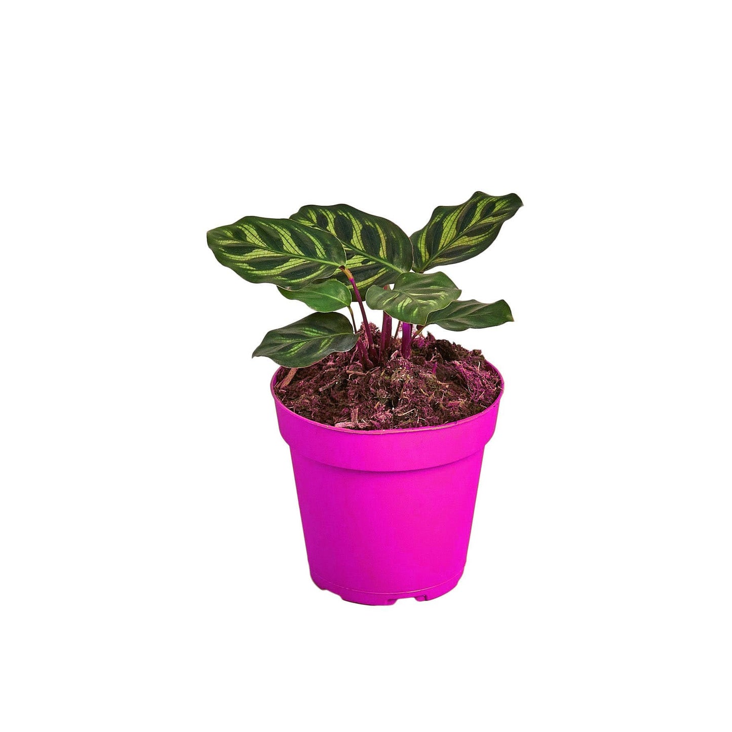 3 Pack Calathea 'Makoyana' - 6" Pot in 6in Pot - Live Tropical Houseplant - Easy to Grow | Air Purifying | Pet Friendly | Variegated | USA Growers | The Snobby Leaf