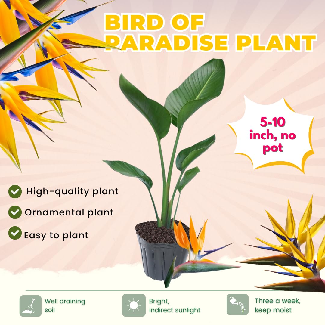 Bird of Paradise Plant Live Houseplant, 5 to 10 Inches Tall, Tropical Strelitzia Reginae Bird of Paradise Bush Live Plant (Yellow Bird of Paradise)