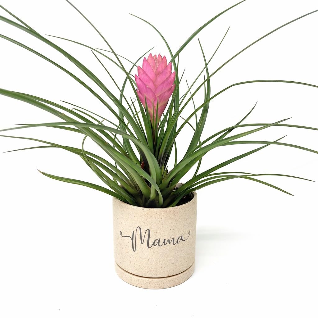 IUPTOWN CHIC Mama Planter with Live Plant – Gift for Mom from Daughter or Son, Mother's Day Plant Gift, Indoor Decorative Planter with Tillandsia Pink Cyanea (Tillandsia Pink Cyanea - Sandstone)