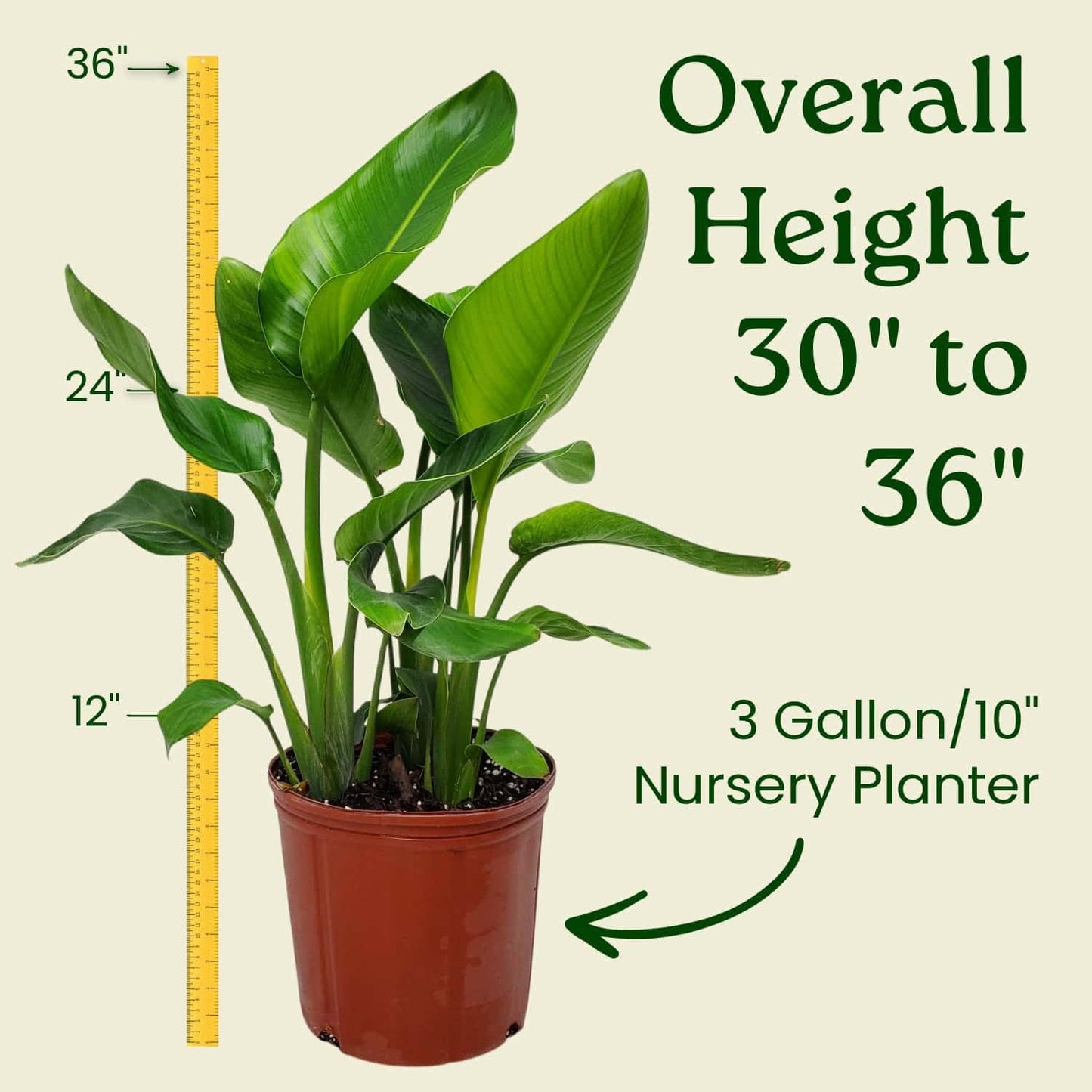 White Bird of Paradise Plant - Live Tropical Foliage Plant - Overall Height 30" to 36" - Tropical Plants of Florida (Plant + Fertilizer + Indoor Soil)