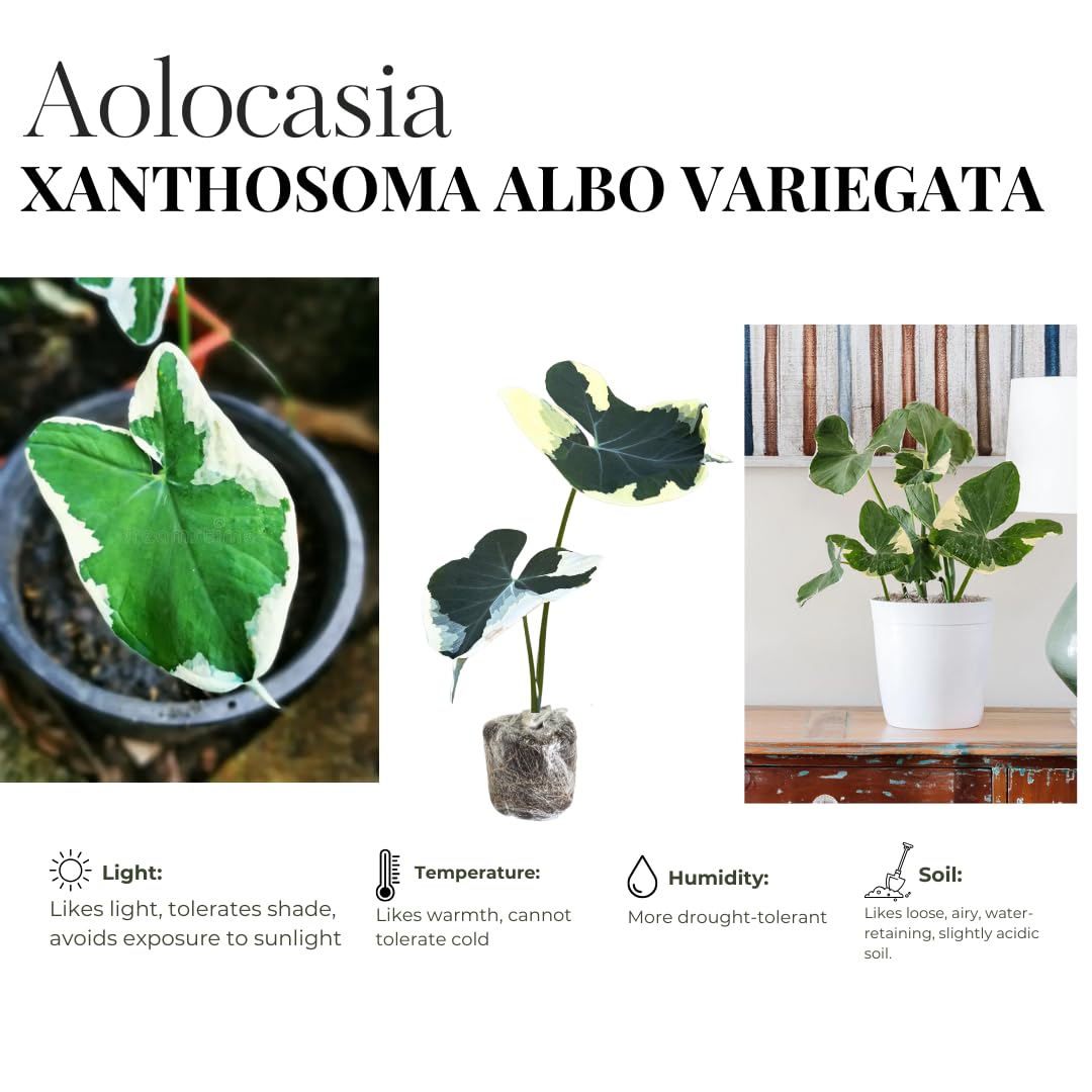 Colocasia Elephant Ears Live Plant, Alocasia Plant, Esculenta Taro Live Houseplant, 5-7 Inc Tall (Variegated)