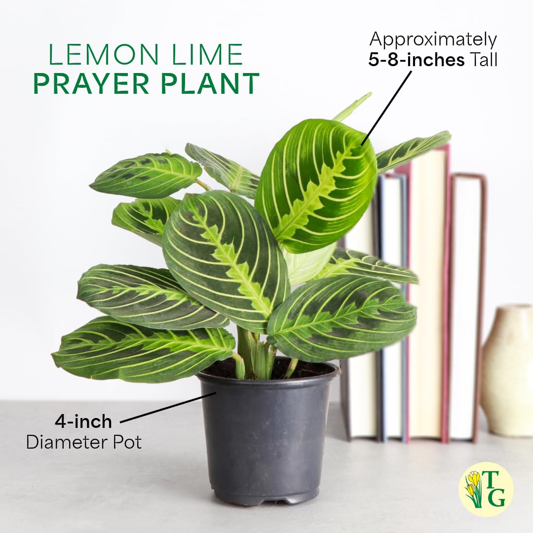 Thorsen's Greenhouse Lemon Lime Prayer Plant, Live Indoor Plant, Pet Friendly, Attractive Houseplant, Lemon Maranta, Natural Air Purifier, Easy to Grow, 4" Diameter Pot (Terra Cotta)
