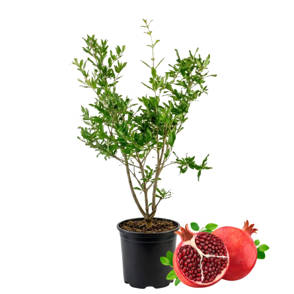 Pomegranate Plant Live, 20-24 Inches Tall Tree in Gallon Pot, Farfianka Pomegranate Fruit Plant, Sweet, Juicy Red Pomegranates, Hardy, Fast-Growing Ornamental Fruit Tree, No Ship to CA,HI,AK