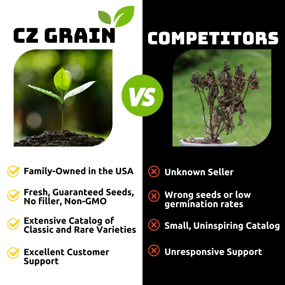Hoya Carnosa ‘Crimson Queen’ Live Plant – 2 Inch Starter Pot – Variegated Wax Plant with Pink New Growth – Easy Care Indoor Houseplant