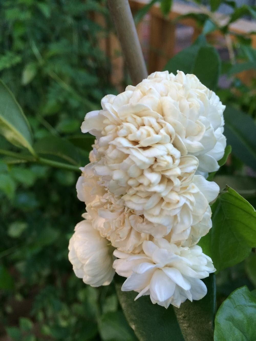 Live Plant - Grand Duke of Tuscany Jasmine Jasminum Sambac Small Rooted Starter Plant