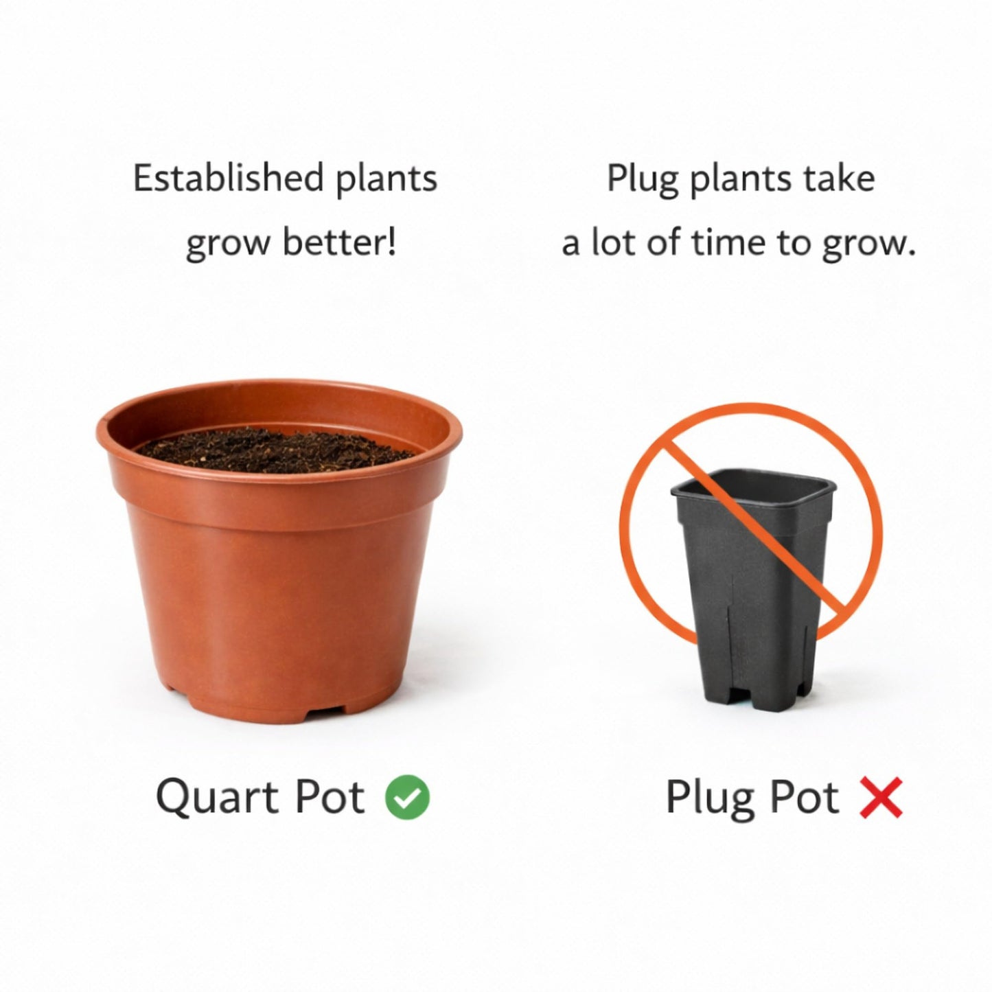 Easy to Grow Houseplants Mix Pack of 4 Full Size Potted Plants - Established & Rooted in 4" Quart Pots, Growers Assorted Mix of Air-Purifying Large Plants (Not Starter Plugs)