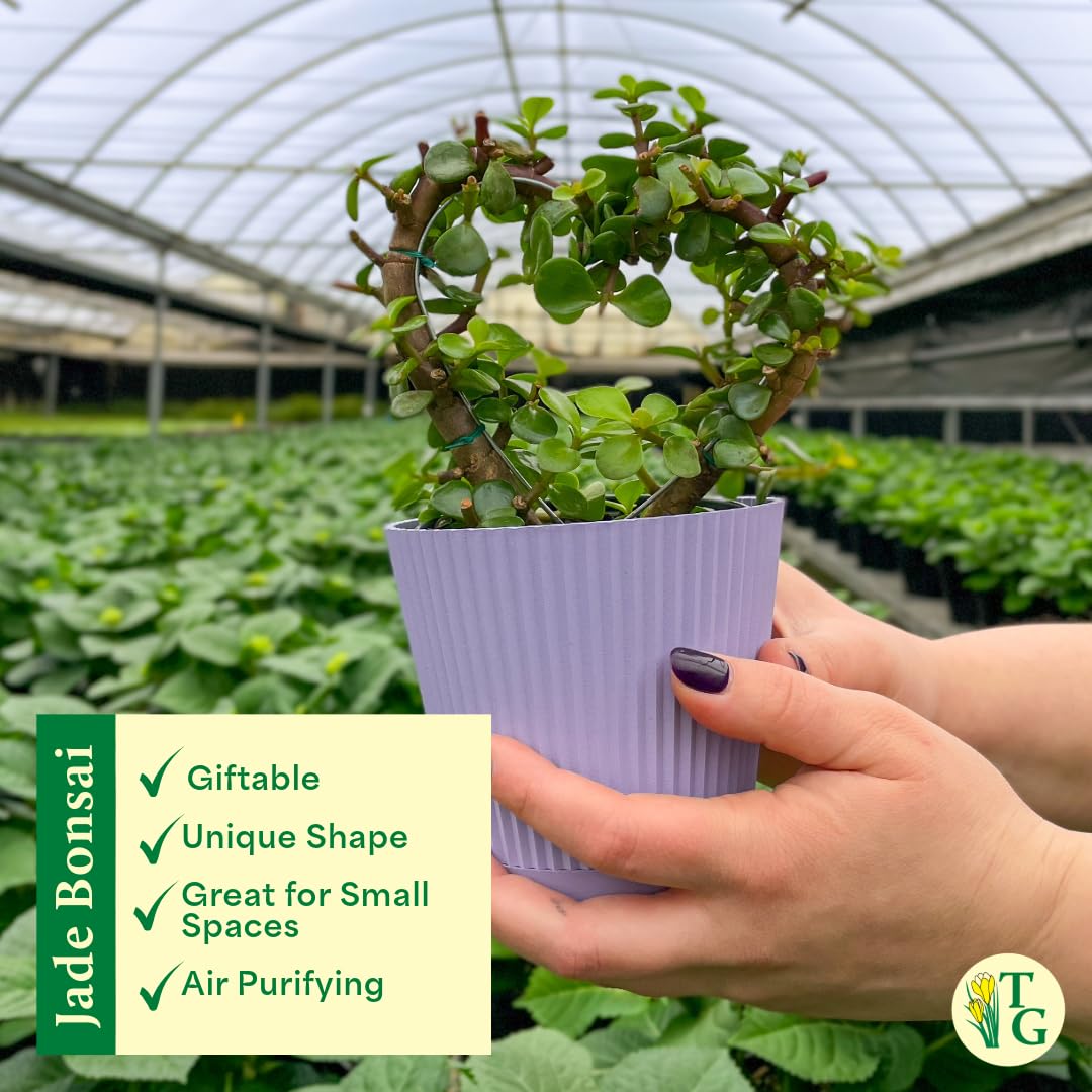 Thorsen's Greenhouse, Heart-Shaped Jade Bonsai Plant, Live Indoor Plant, Gift, Succulent Plant, 4-inch Diameter Pot (Nursery Pot)
