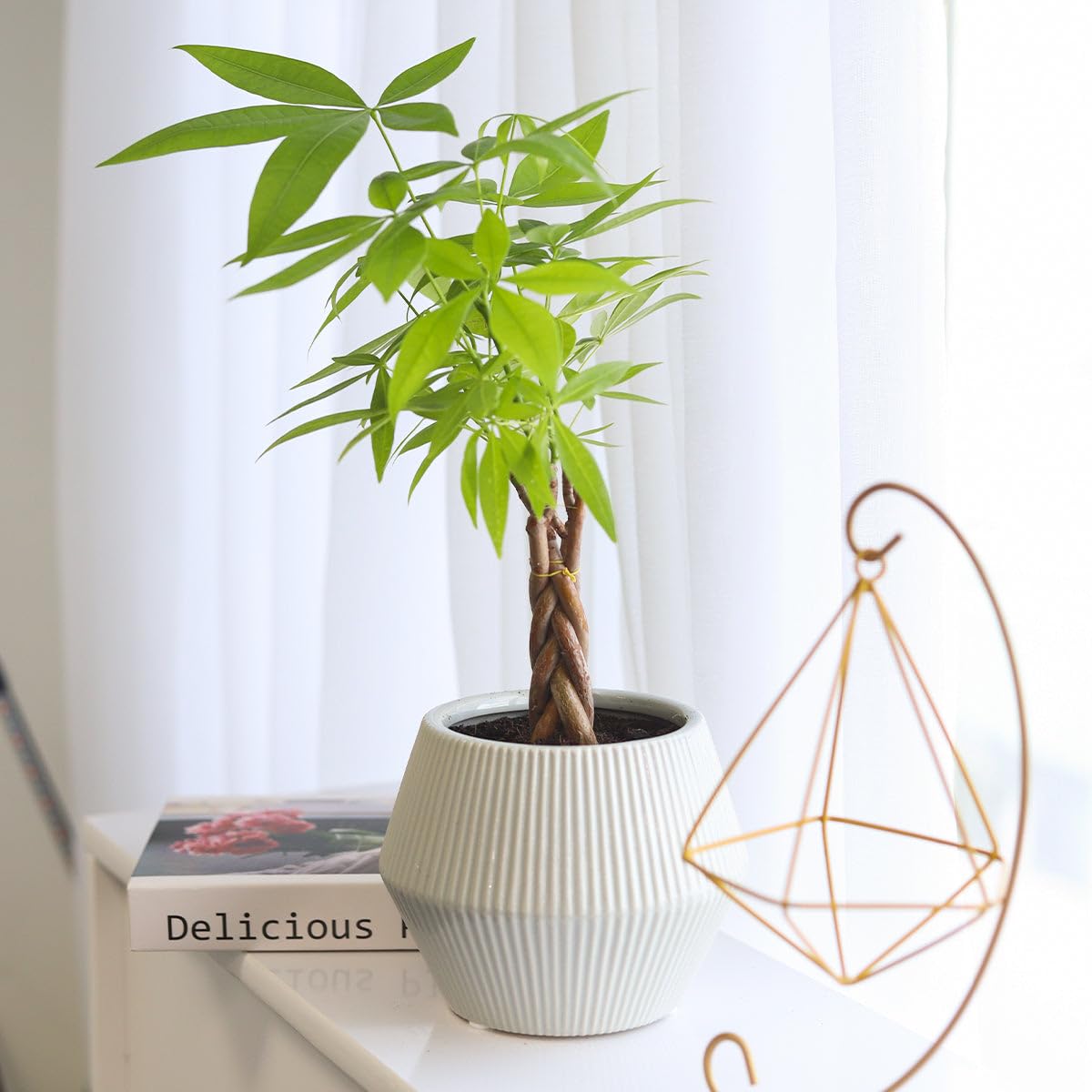 Braided Pachira Stump Money Tree (4 inch) - Lucky Houseplants - 4/6 inch Unique Live Decorative Houseplants - Easy to Care Indoor Plants, Perfect for Office, Home & Feng Shui Decor