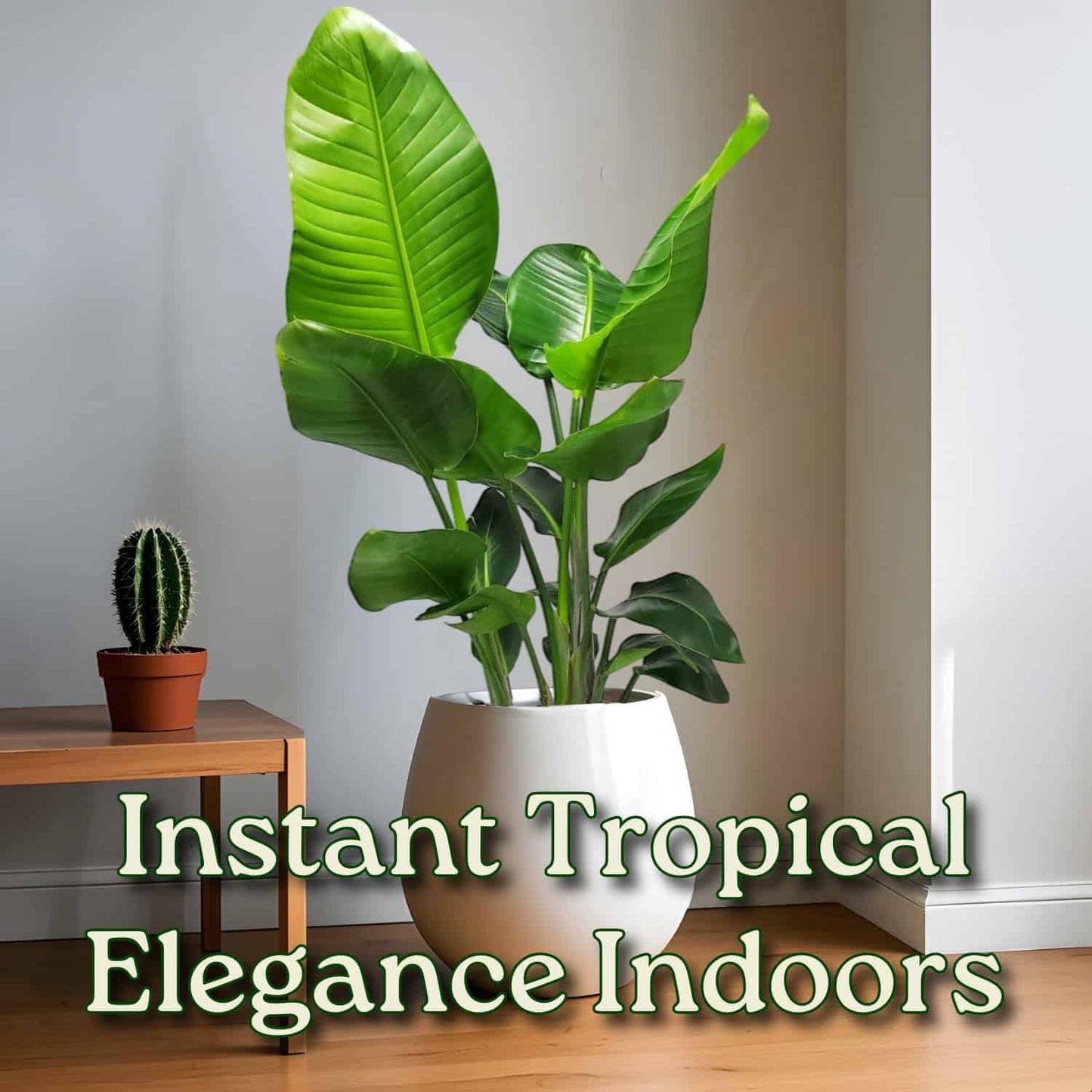 White Bird of Paradise Plant - Live Tropical Foliage Plant - Overall Height 30" to 36" - Tropical Plants of Florida (Plant + Fertilizer)