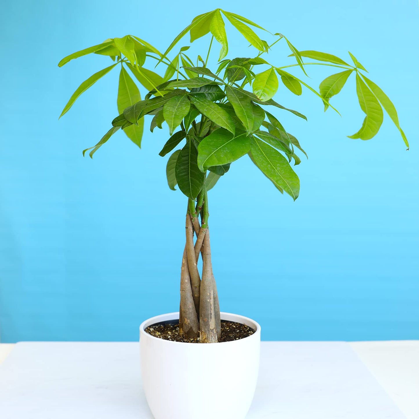Money Tree Plant Indoor House Plants, Chinese Money Plant Decor & Altman Plants, Live Snake Plant, Sansevieria trifasciata Superba, Fully Rooted Indoor House Plant in Pot