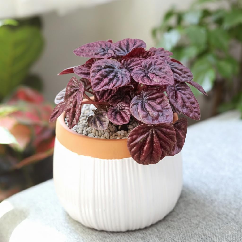 Peperomia 'Ripple Red' (4 inch) - Lucky Houseplants - 4/6 inch Unique Live Decorative Houseplants - Easy to Care Indoor Plants, Perfect for Office, Home & Feng Shui Decor