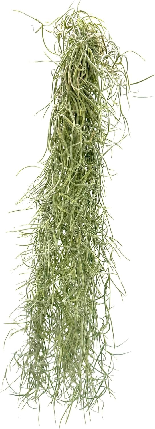 ragnaroc Tillandsia Usneoides ‘Thick-Colombian Spanish Moss’ - ragnaroc Indoor Tropical Plant 16” / 9 oz - Live Arrival Guaranteed - Live Air Plant & House Plants for Home Decor & Gift