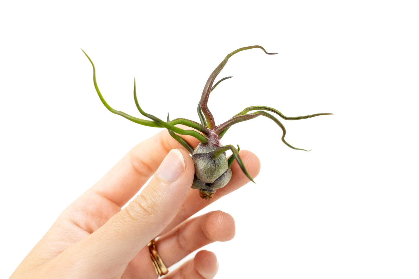 Air Plants Bulbosa Guatemala - Live Succulent House Plants - Available in Wholesale and Bulk - Home and Garden Decor - Easy Care Indoor/Outdoor Air Plant (Pack of 3)