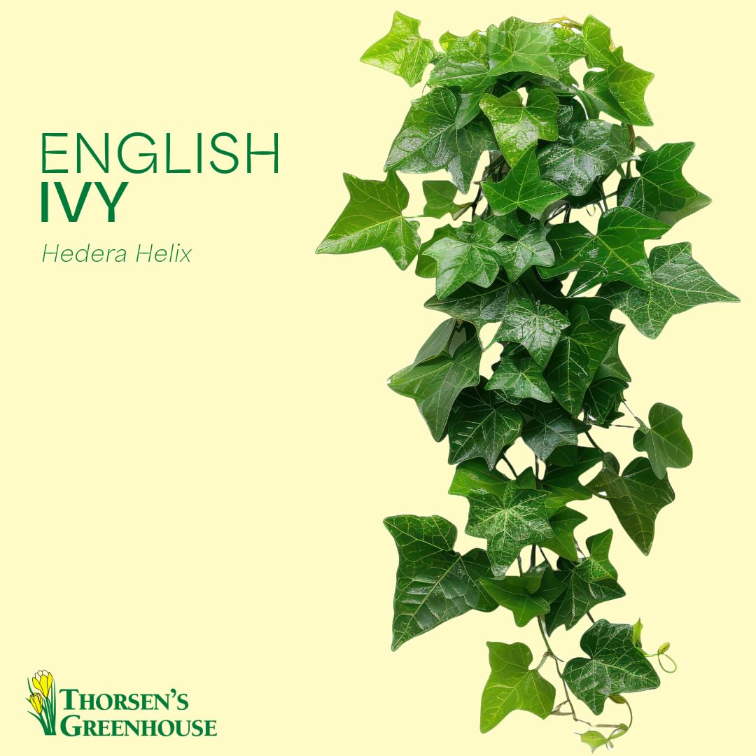 Thorsen's Greenhouse Live Green English Ivy Plant, Hedera Helix, Natural Air Purifier, Easy to Grow, Live Indoor Houseplant, 4" Diameter Pot (Lavender)