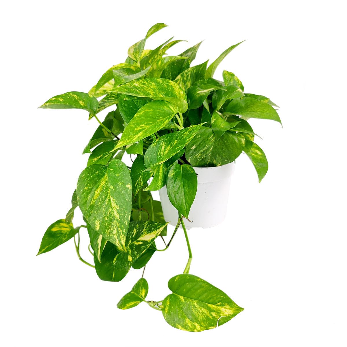 Pothos Golden (6 inch) - Lucky Houseplants - 4/6 inch Unique Live Decorative Houseplants - Easy to Care Indoor Plants, Perfect for Office, Home & Feng Shui Decor