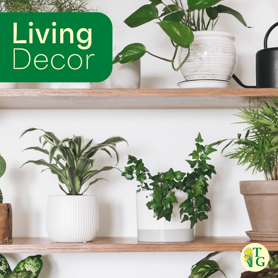 Thorsen's Greenhouse Live Green English Ivy Plant, Hedera Helix, Natural Air Purifier, Easy to Grow, Live Indoor Houseplant, 4" Diameter Pot (Terra Cotta)