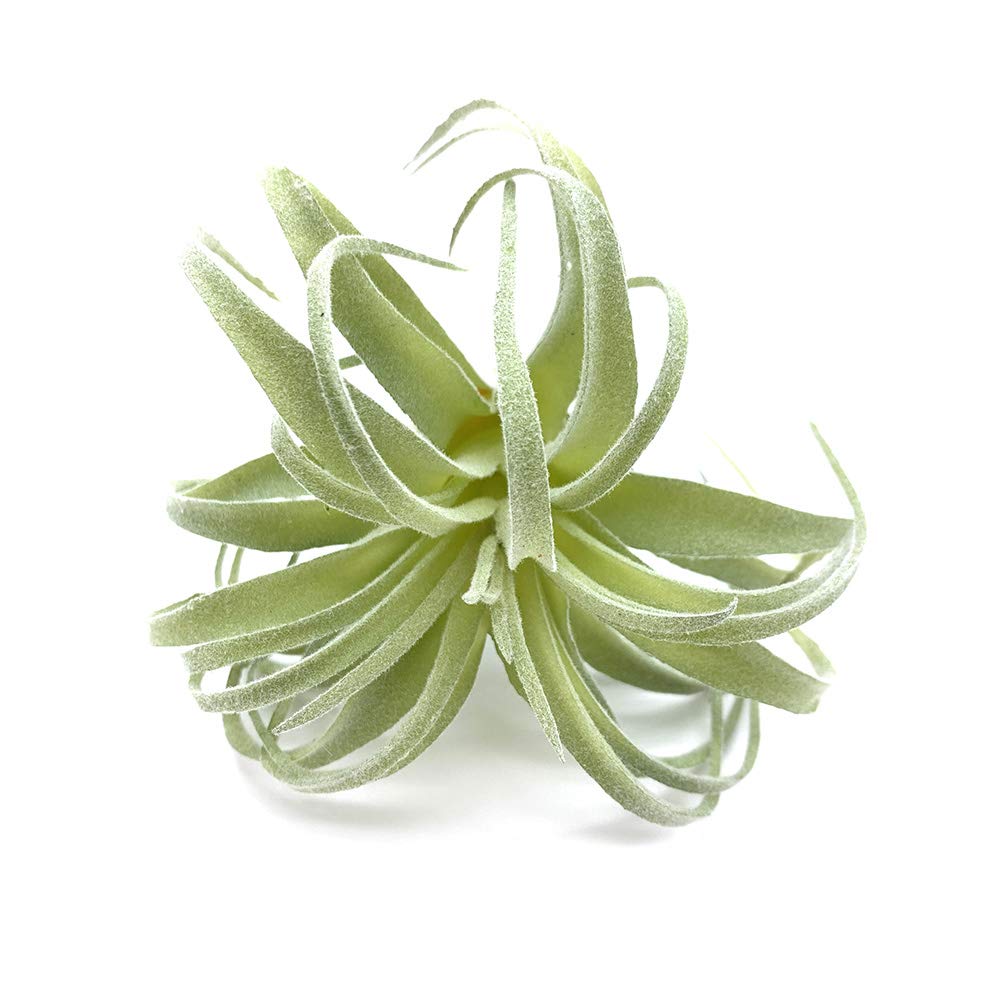 EBUYOM 2 PCS Artificial Succulents Plants Real Touch Lifelike Succulants Plants Faux Greenery Plants Garden DIY Home Office Decoration Ornament (Flocking Air Plant)