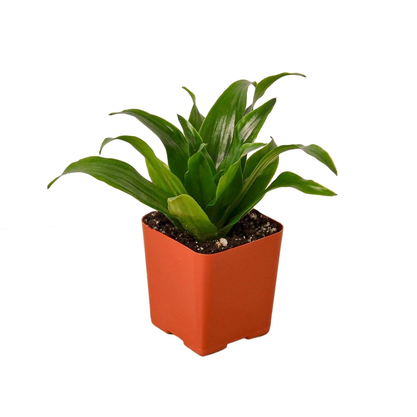 2 Pack Dracaena 'Janet Craig' in 3in Pot - Live Plants Tropical Houseplants | Variegated | USA Growers | The Snobby Leaf