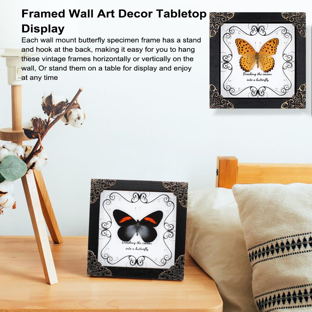 Butterfly Framed Decoration Handmade Taxidermy Butterfly Shadow Box Collection Framed Butterfly Taxidermy for Gothic Home Decor