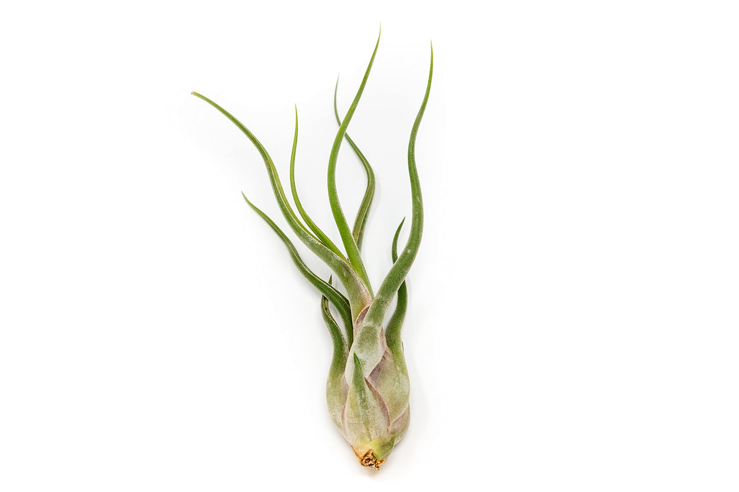 Tillandsia Caput Medusae Air Plants - Live Succulent House Plants - Available in Wholesale and Bulk - Home and Garden Decor - Easy Care Indoor/Outdoor Air Plant (Pack of 5)