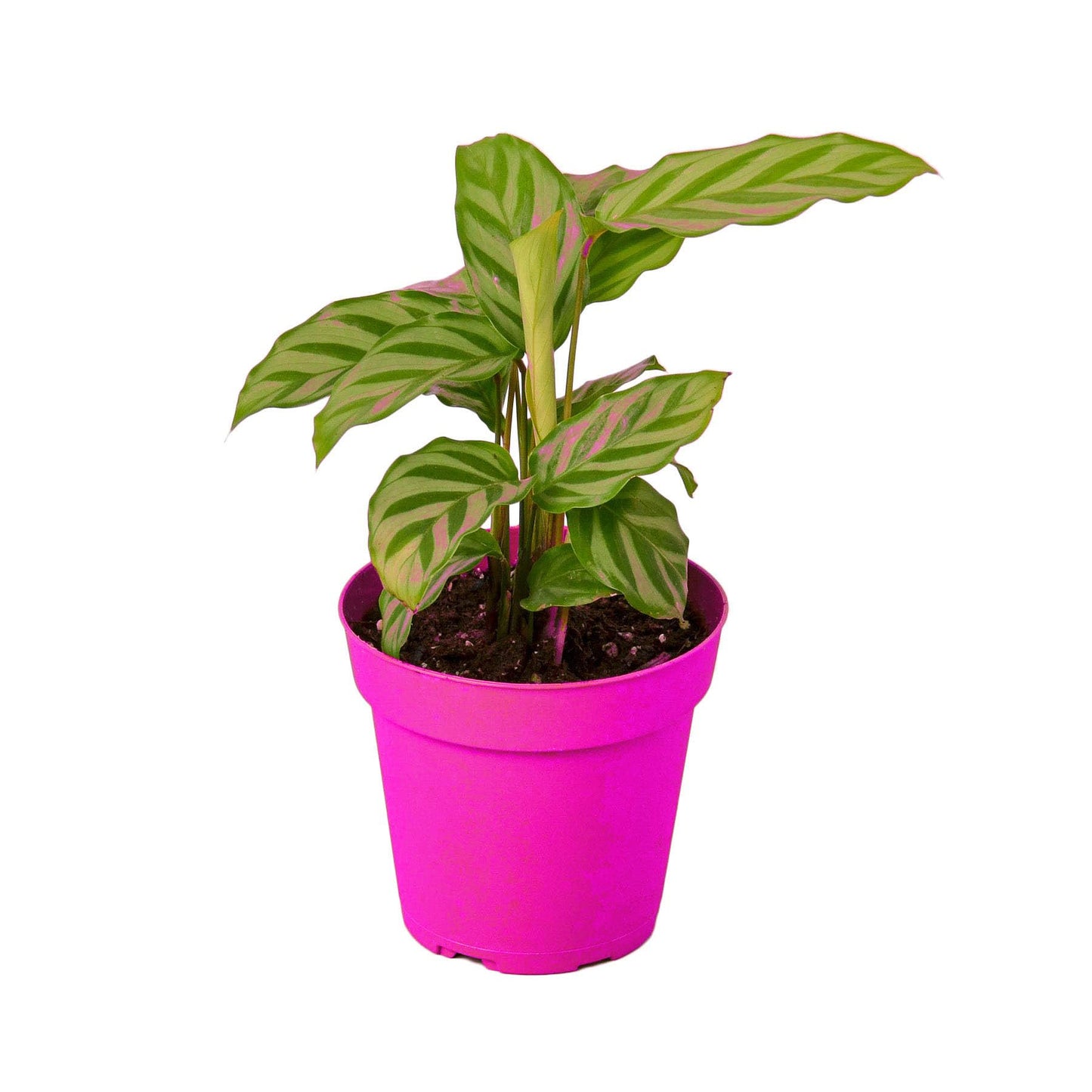 7 Pack Calathea Concinna 'Freddie' in 6in Pot - Live Tropical Houseplant - Easy to Grow | Air Purifying | Pet Friendly | Variegated | USA Growers | The Snobby Leaf