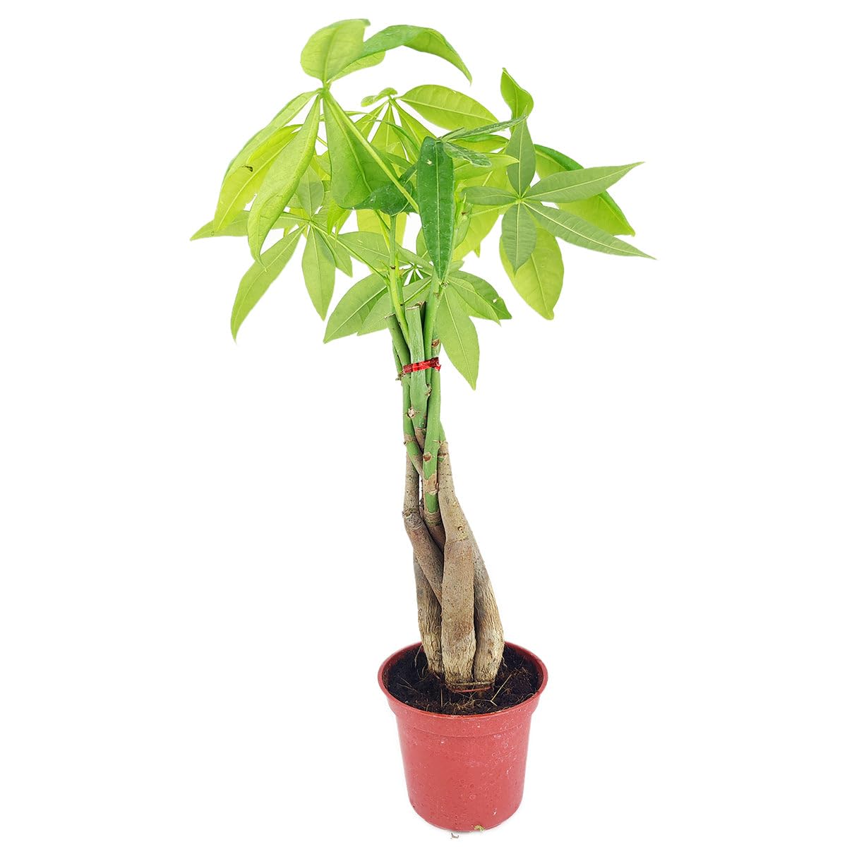 Braided Pachira Stump Money Tree (4 inch) - Lucky Houseplants - 4/6 inch Unique Live Decorative Houseplants - Easy to Care Indoor Plants, Perfect for Office, Home & Feng Shui Decor