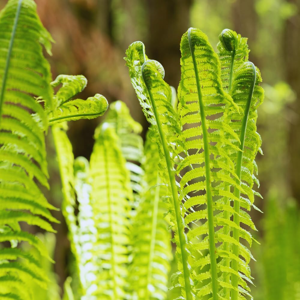 5 Roots of Ostrich Fern, Fern Plants Live, Live Fern Plants, Fern Plant Seedlings, Fern Rhizomes for Planting, 5 Roots