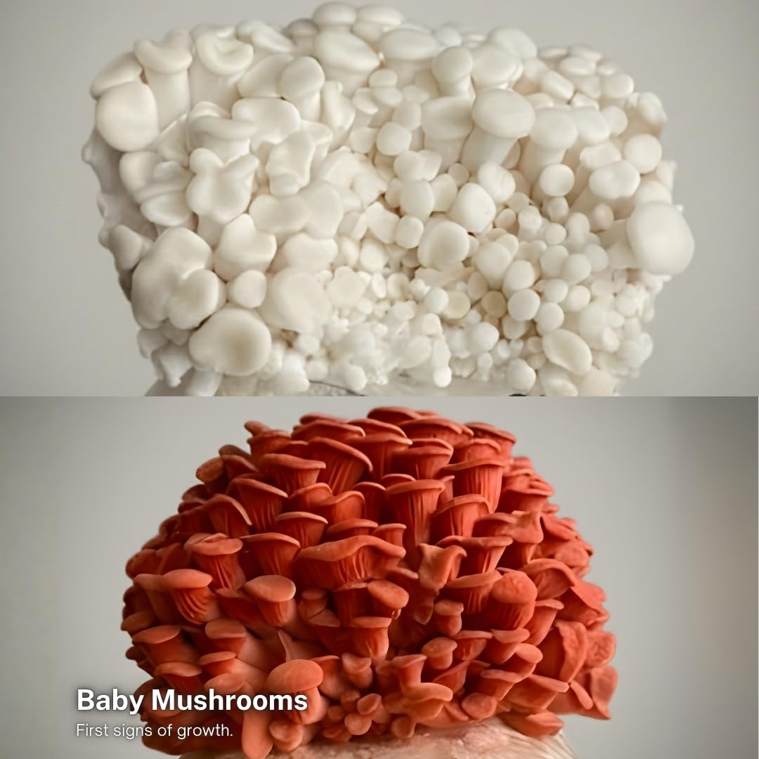 Forest Origins Oyster Mushroom Grow Kit 2-Pack, Pink and White Varieties, Harvest in 10 Days, Beginner Friendly, Handmade in California USA, Unique Gift Set