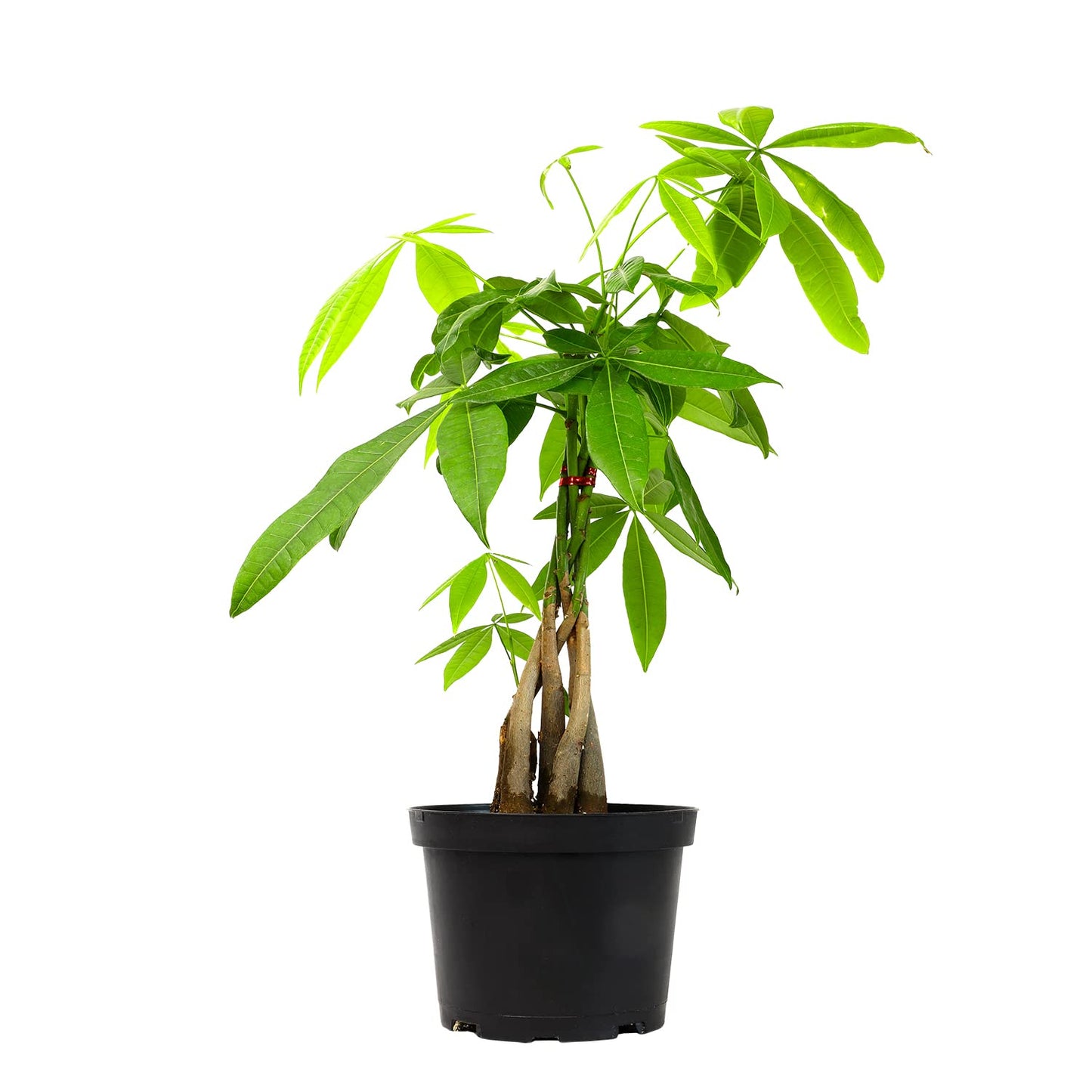 Calathea Prayer Plants Live House Plants Kit (4 PK), Calathea Plant Live Indoor Plant & Money Tree Plant Indoor House Plants, Chinese Money Plant Decor, Bonsai Tree Feng Shui Décor