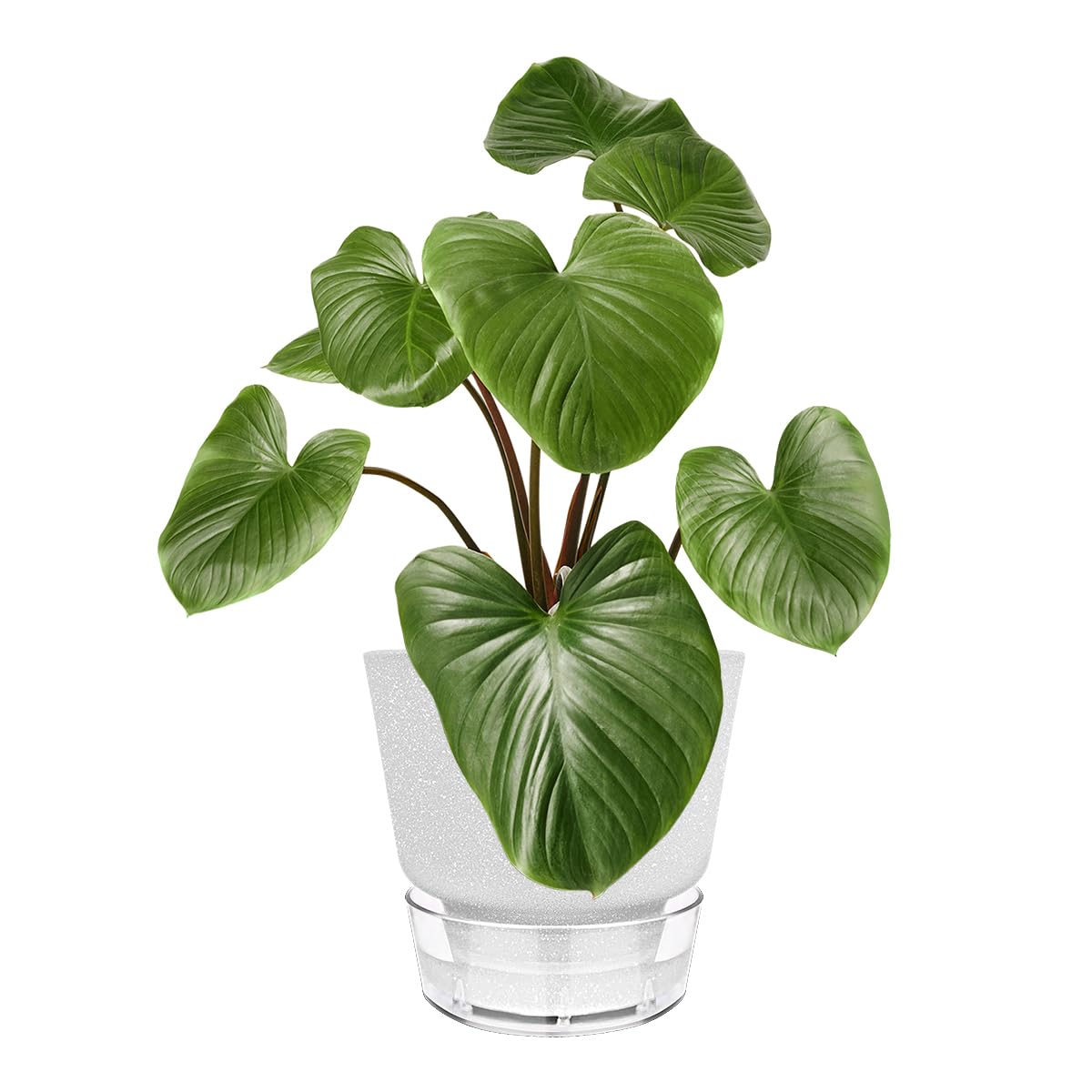 HYNZ 6-Inch Self-Watering Plant Pot with Visual Reservoir and Drainage Hole, Set of 5, Plastic Flower Pots, Planting Pot for Indoor Outdoor Plants (Frosted Mixed Color)