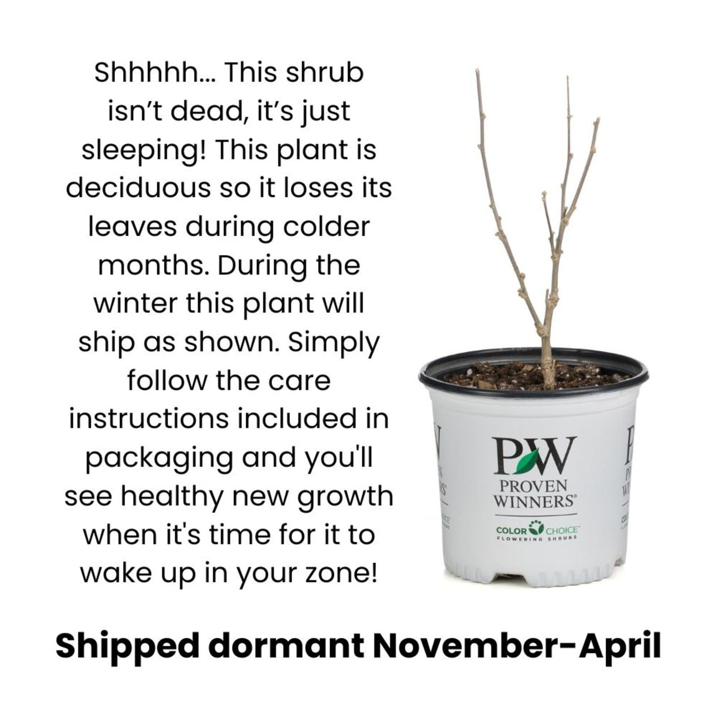 Proven Winners Stay Classy Purple Leaf Sand Cherry (Prunus x cistena) Live Plant, 4.5" Qt