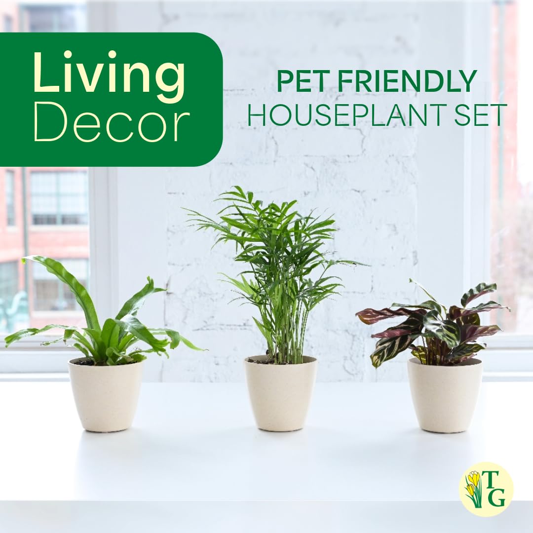 Thorsen's Greenhouse Live Pet Friendly Indoor Houseplants, Live Plants, Safe for Pets, 4" Diameter Pot, 3-Pack (Natural)