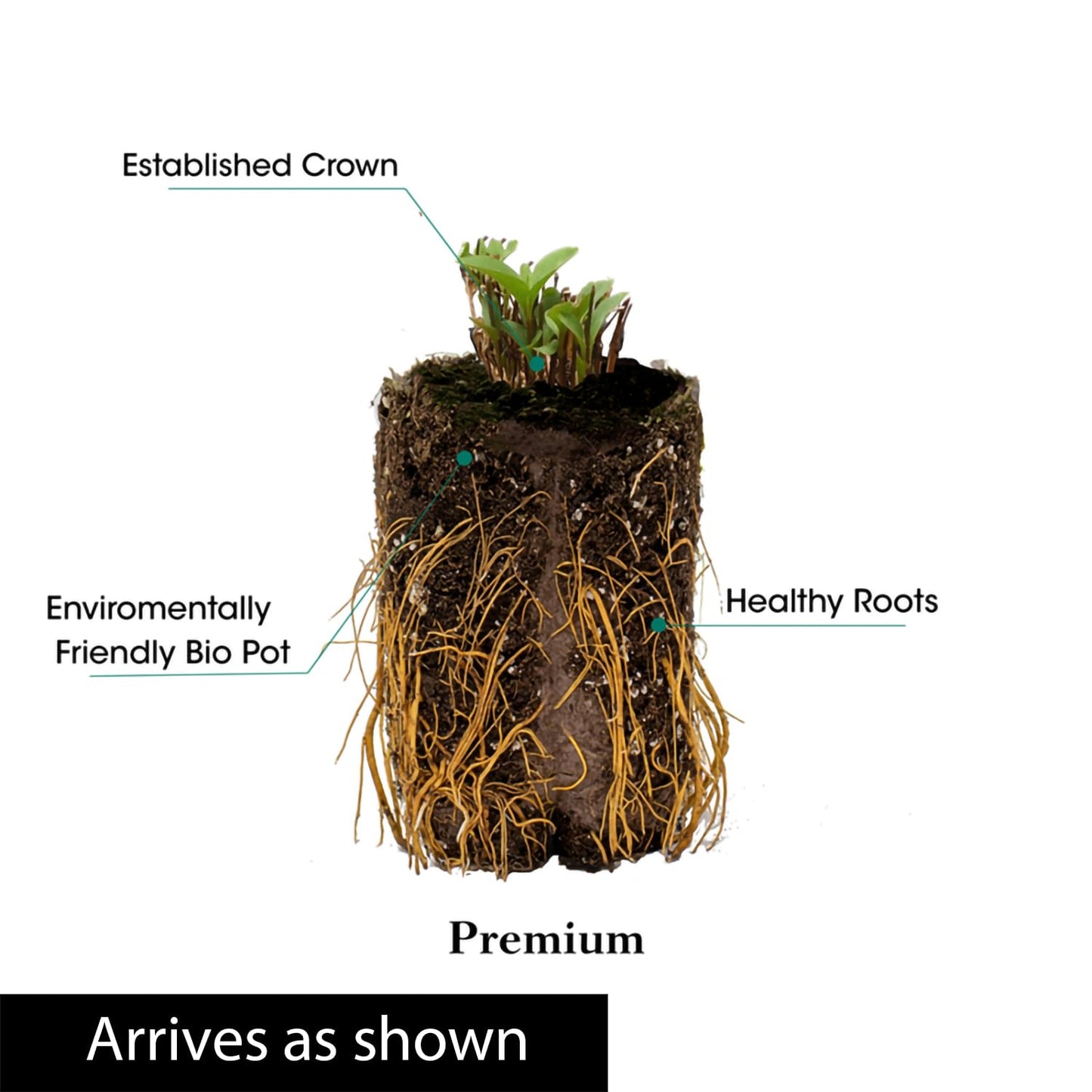 Direct Gardening Walker's Low Catmint Nepeta Dormant Bare Root Flowering Pernenial Starter Plant